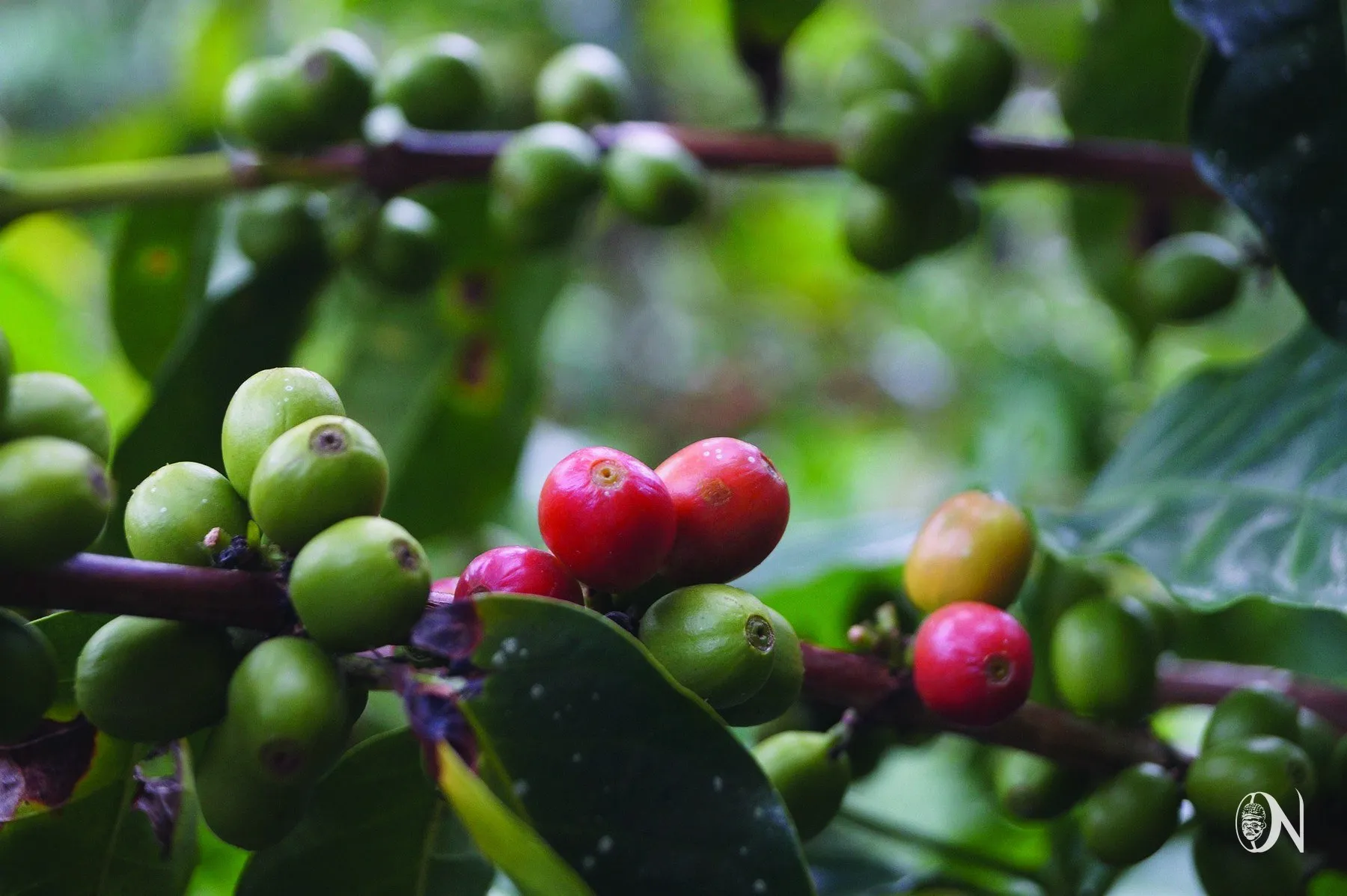 Coffee cherries ripening on the branch